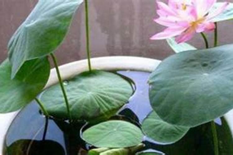 哪些微量元素对棉花有营养作用？