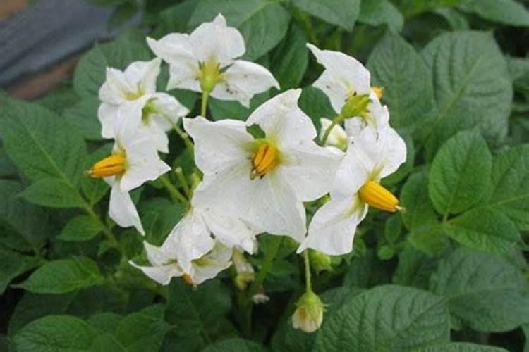 种西梅施什么肥