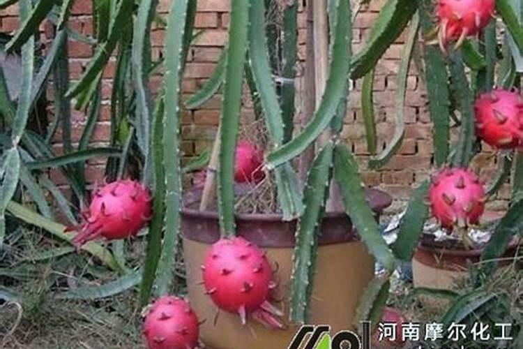 水溶肥价格多少钱一吨