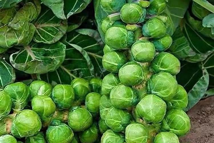 煮菠菜汤需要先将菠菜焯水吗