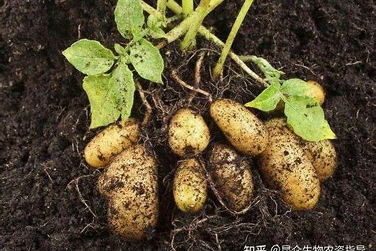 夏季阳台养花多少天浇一次水,养花怎么浇水