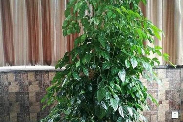 下雨前施肥还是下雨后施肥