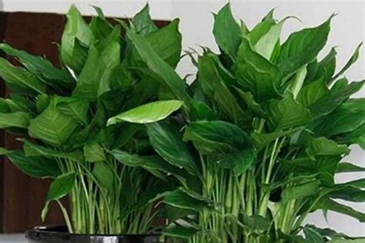 万青施什么肥料比较好？应该如何施肥？