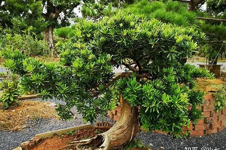 芸苔素能解药害吗