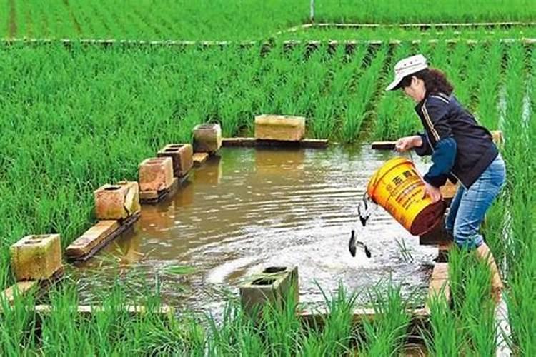 在稻田里养鱼,对水稻有什么好处？