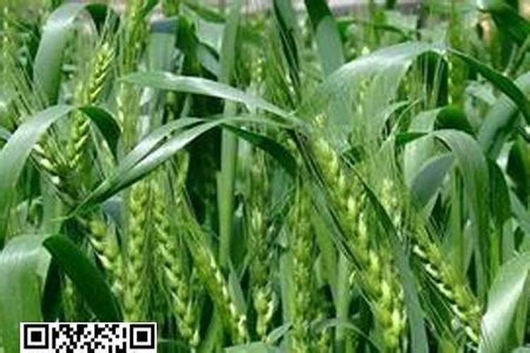 扔花生壳就是在扔钱 用水泡一泡用途厉害了