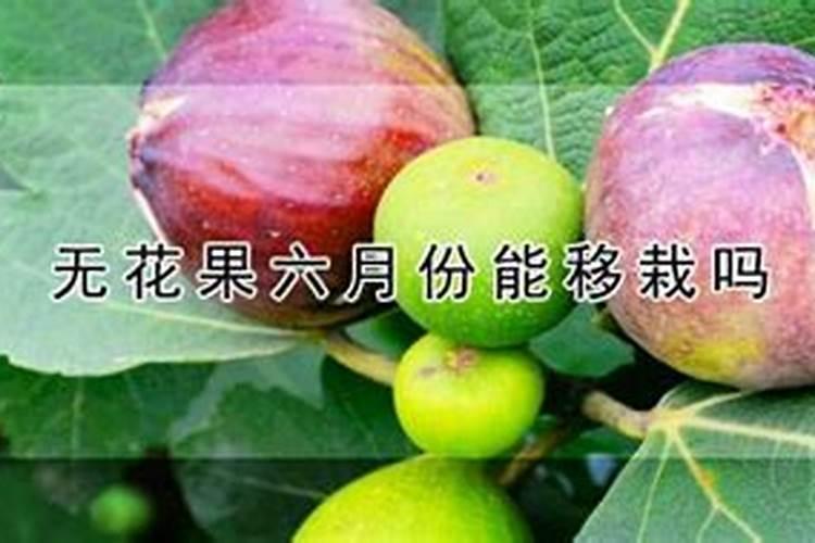 第一年葡萄小苗施什么肥(刚种葡萄苗用什么肥料长得快)