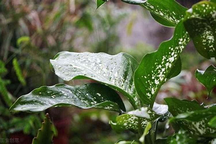 万年青浇什么肥料好