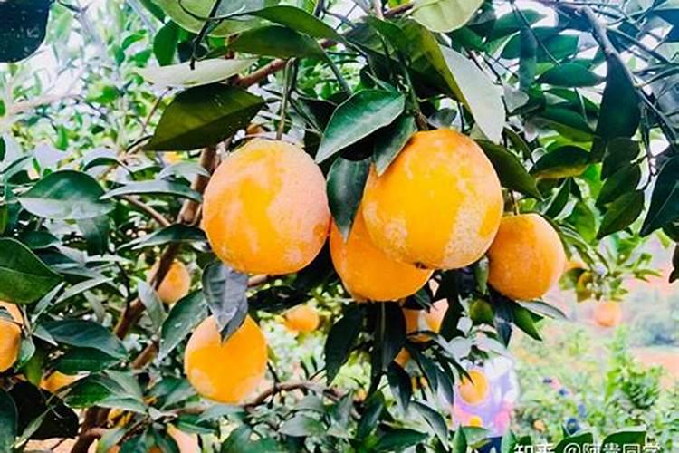 鱼蛋白哪个牌子好？