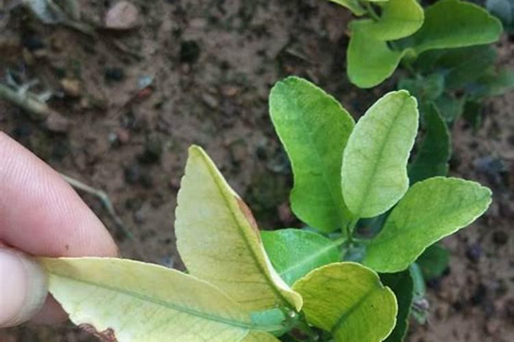 板栗树追什么肥最好