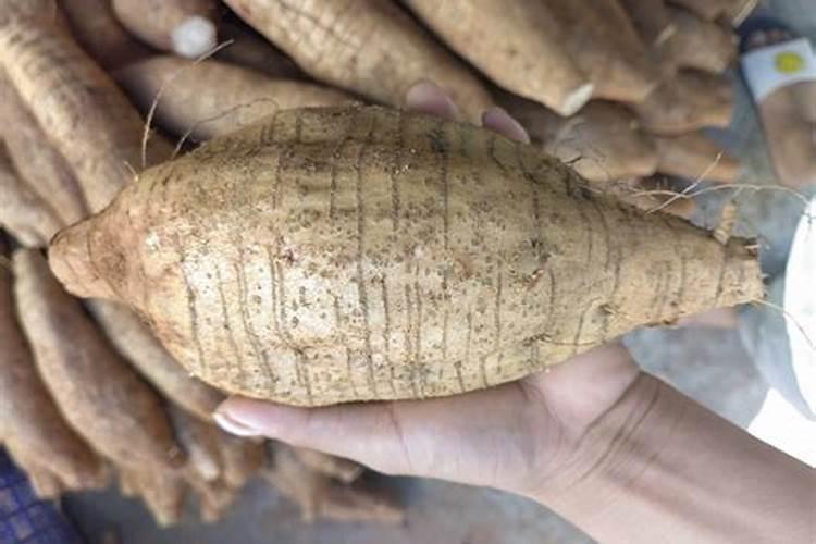 康乃馨怎么施肥？