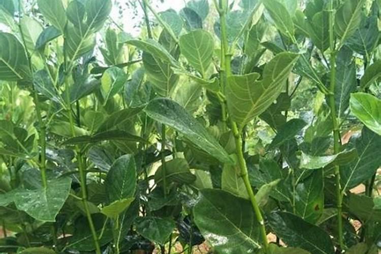 玉米最佳化肥配方