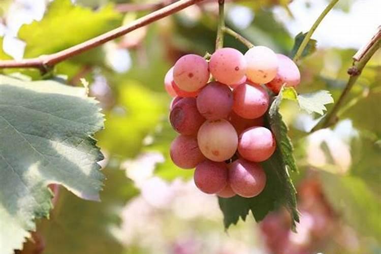 巨峰葡萄采摘后施什么肥料