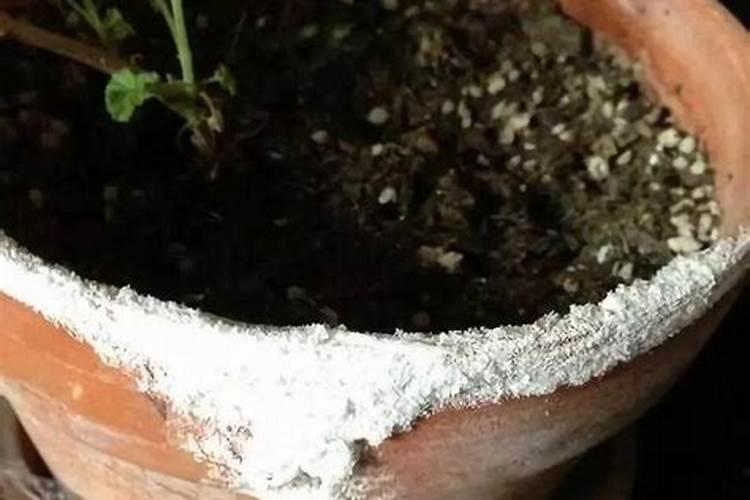 巨菌草种植技术