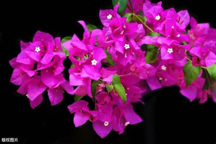 玉米浇水最佳时间是什么时候 可以不用浇水