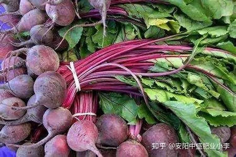 甜菜叶面施肥应把握哪些要点？