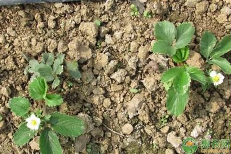 氮磷钾肥料怎么用才能种花