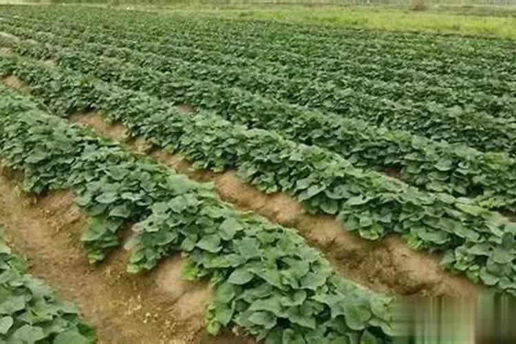 大豆叶面上能喷盐溶液好吗？