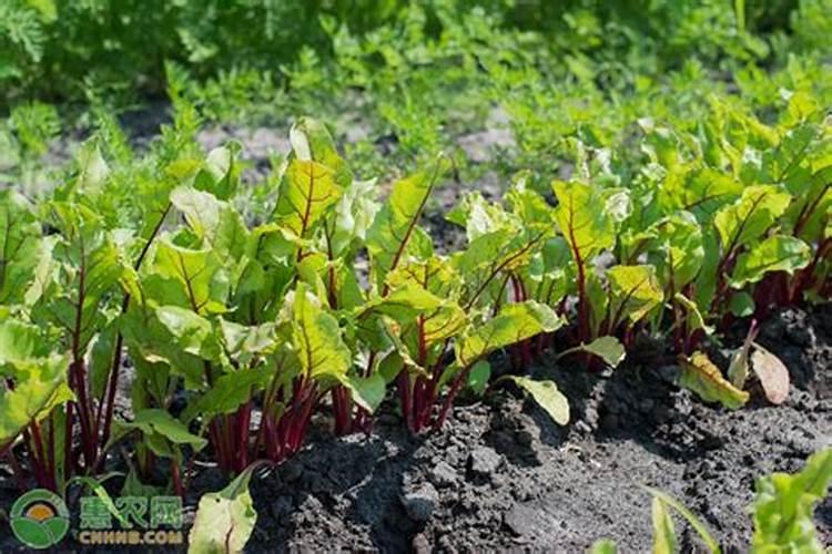 尿素生产企业汇总