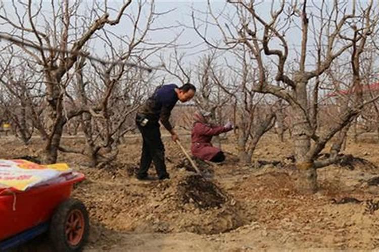 冬枣怎样快速膨大