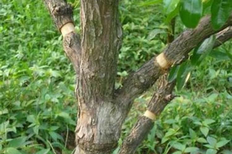 冬枣如何施肥才能高产