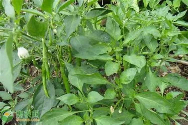 蓝莓从开花到成熟需要多长时间