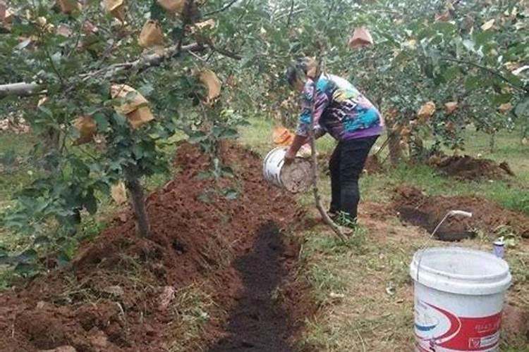 苹果树秋施基肥用什么肥好