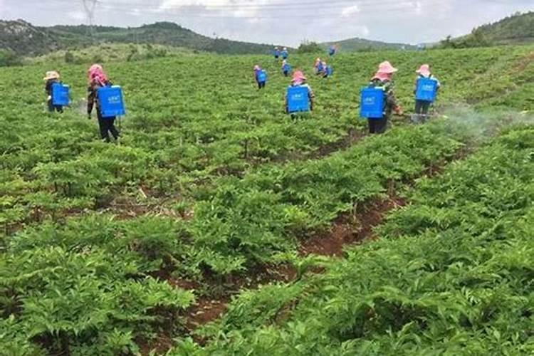 种魔芋用什么肥料