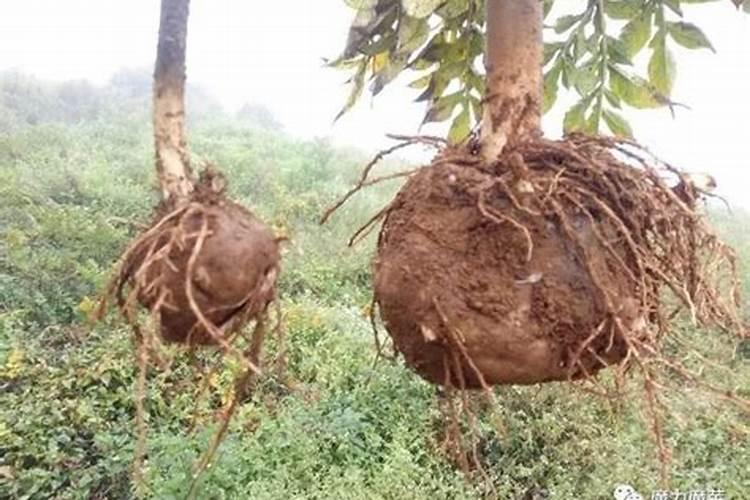 魔芋出苗后施什么肥