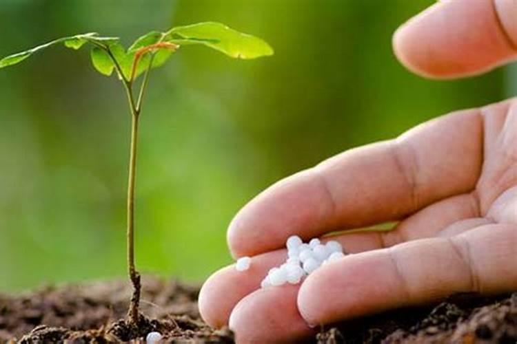 盆栽桔子树冬天为什么掉叶子