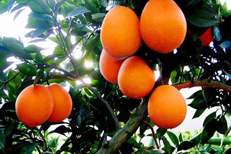 脐橙有哪些专用肥 如何进行施肥