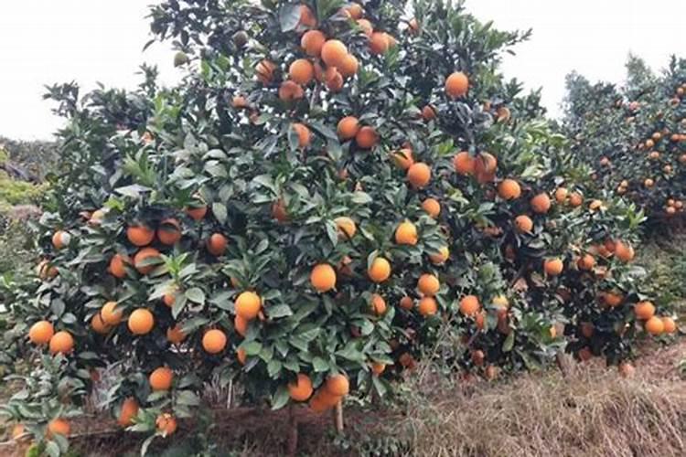 脐橙采果后喷什么叶面肥好