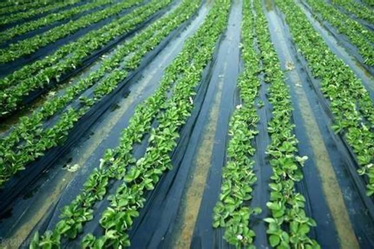 地膜种菜如何施肥