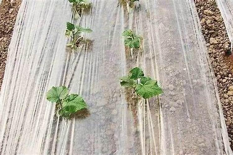 地膜种菜如何施肥