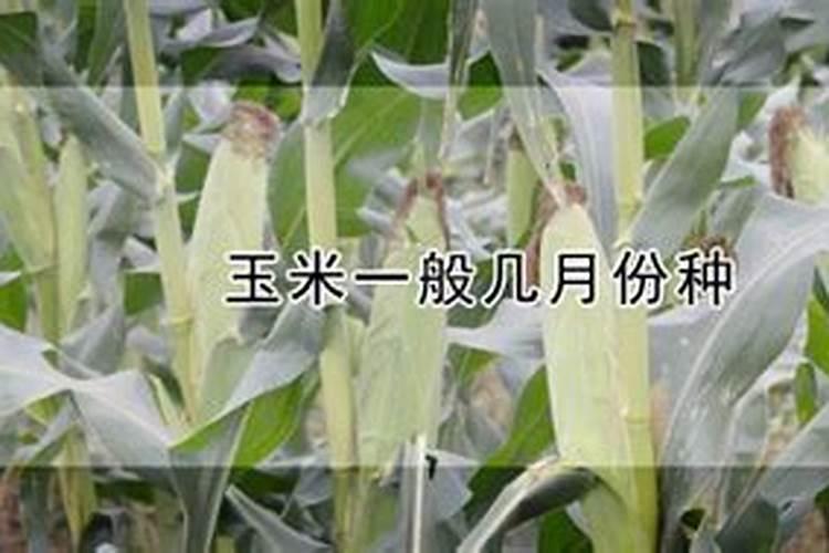 玉米的几个追肥时期