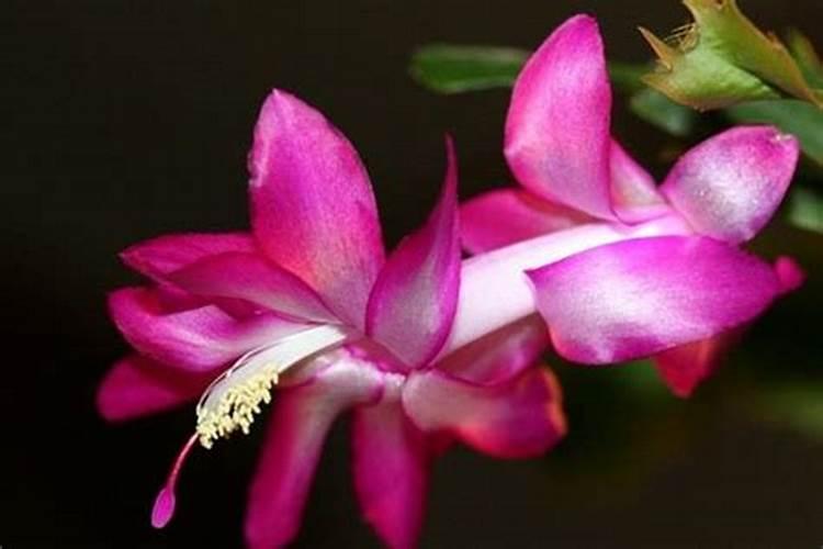 火龙果种植技术中的肥料问题