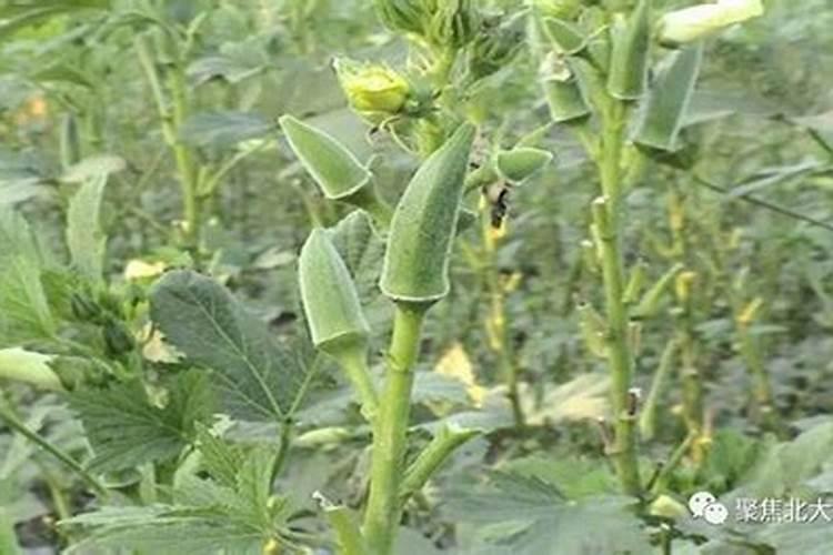 花椒水里煮,红色花椒变白色了？正常吗？