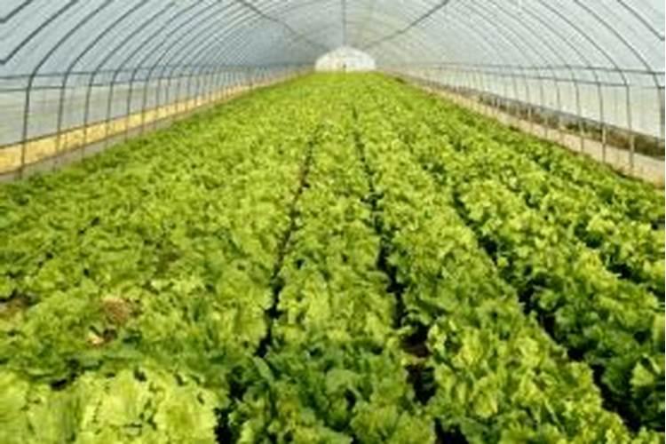 磷酸二氢钾可以浇多肉吗