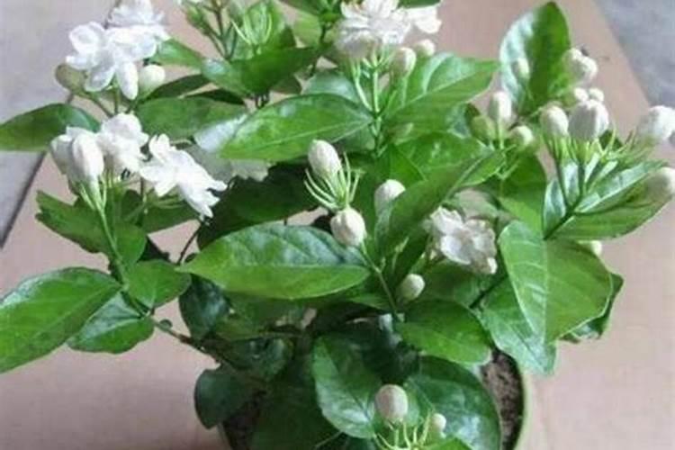 花施氮磷钾肥使用方法