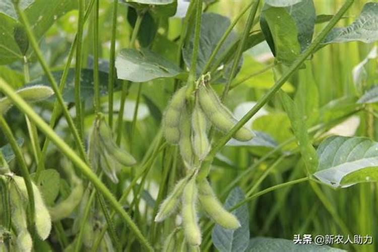 黄豆用多少肥好