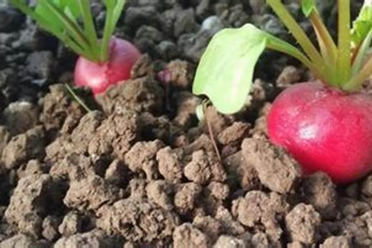 樱桃萝卜在市场上需求量如何？栽种技术是怎样的？