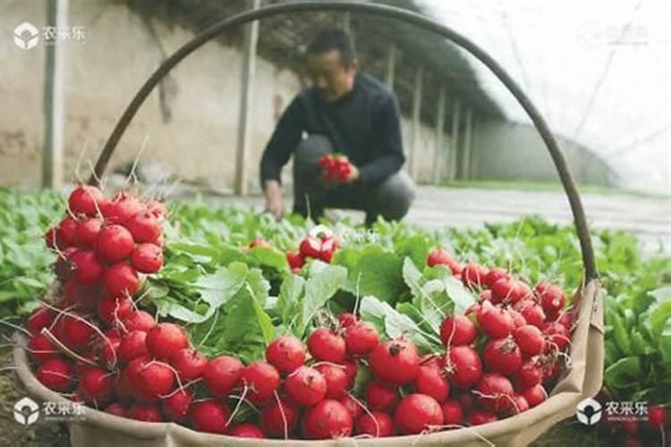 樱桃萝卜一般在什么时候种植 养殖技巧总结
