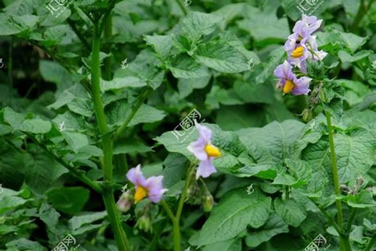 马铃薯能用海绿素叶面肥吗