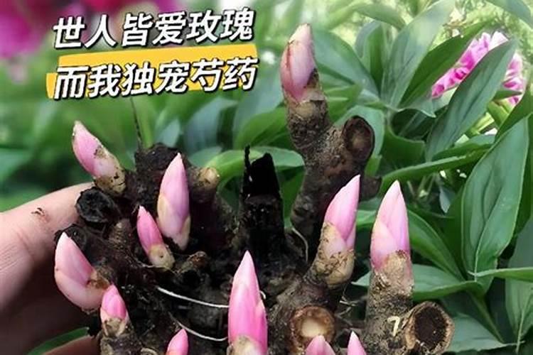 骨粉可以养花吗？