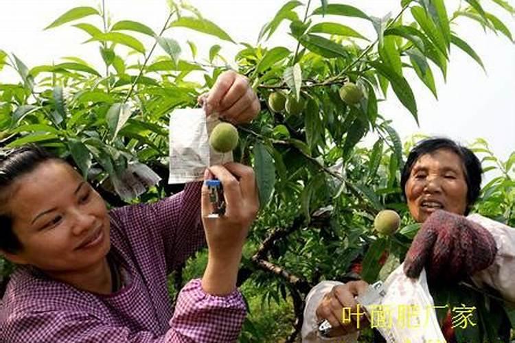 春季桃树应该怎么施肥产量高