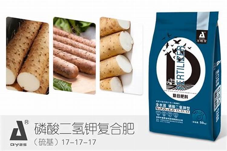 大姜的膨果期在什么时候？大姜膨大期用什么肥料能增产