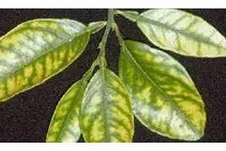 什么叶面肥能使叶子快速变绿变厚什么肥料可以使叶片肥厚