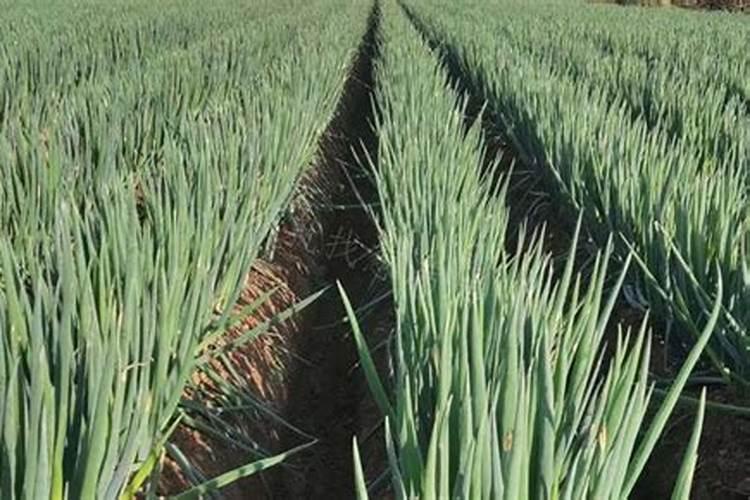 有人说白菜长得慢是浇水浇错了,那白菜该怎样正确浇水？