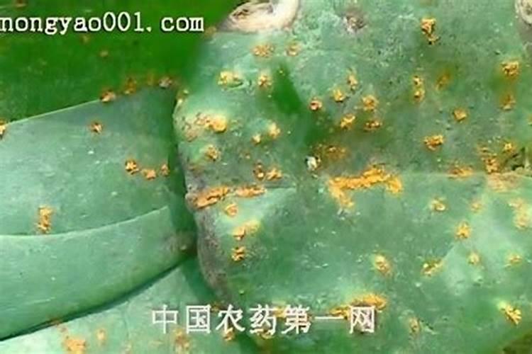 山药膨大常用的肥料