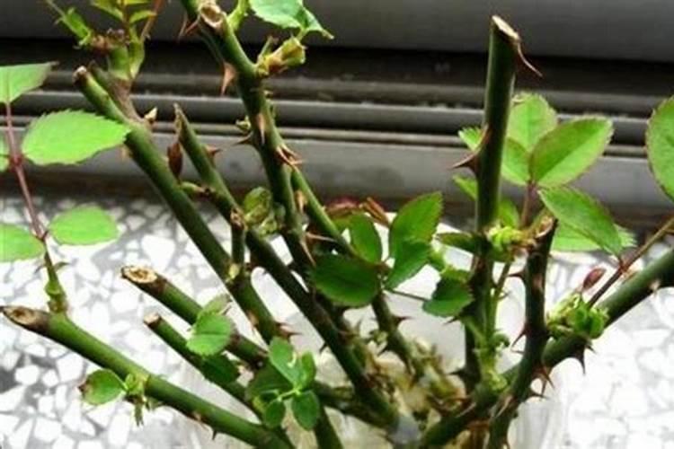 枇杷长的慢是什么原因？